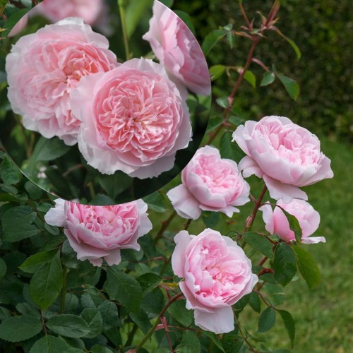 Rosa 'Wisley' - Roos 'Wisley' C4/4L